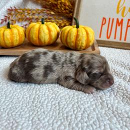 Delta - Dapple male Dachshund puppy in Shelley, Idaho from Journey’s End Dachshunds