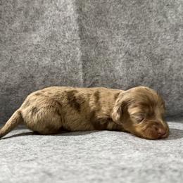 Cider (Gitzy) - Dapple female Dachshund puppy in Live Oak, Florida from Johnson’s Weiner Farm