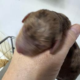 Puppy 19 AKC - Chocolate and tan female Dachshund puppy in Fayetteville, Pennsylvania from PA's Darling Doxies