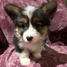 Sedona - Pembroke Welsh Corgi