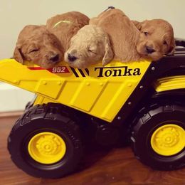 Poodle Puppies from Pampered Pawz