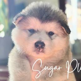 Sugar Plum - Sable and white female Alaskan Malamute puppy in Brookwood, Alabama from Sunset Malamutes