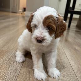 Maple - Parti female Goldendoodle puppy in Mesa, Arizona from AZ River Doodles