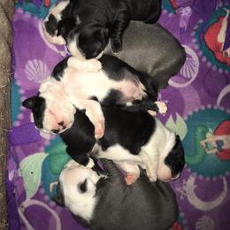 Boston Terrier Puppies from Tellier's AKC Boston Terriers