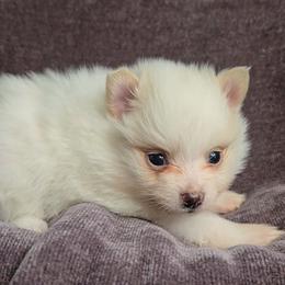 Leia - White female Pomeranian puppy in Newport News, Virginia from Itty Bitty Poms