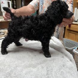 Girl 5 - Poodle puppy from Lake Effect Poodles, Leesa’s Jewlz