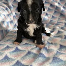 Harry - Black male Chinese Crested puppy in Aberdeen, Idaho from Willow Creek Cresteds