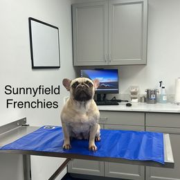 Gabby - French Bulldog