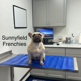 Gabby - French Bulldog