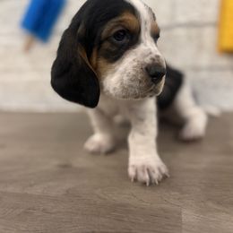 Meatball - Black brown and white male Basset Hound puppy in Lubbock, Texas from Hound House