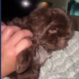 Livingston - Liver Shih Tzu puppy in Garland, Texas from Bibi’s Exclusive Shih Tzus