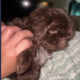 Livingston - Liver Shih Tzu puppy in Garland, Texas from Bibi’s Exclusive Shih Tzus