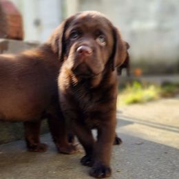 Boy 4 - Chocolate male Labrador Retriever puppy in Dartmouth, Massachusetts from Dolce Amore Labradors