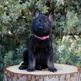 Kaia - Sable female German Shepherd puppy in Coarsegold, California from Yosemite Shepherds