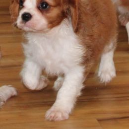 Lulu - Blenheim female Cavalier King Charles Spaniel puppy in Leonard, Texas from Rising Star Kennels