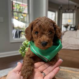 Denver - Red  male Goldendoodle puppy in Alamance County, North Carolina from Doodle Squad Puppies