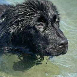Newfoundlands from NorseGaels Newfoundlands
