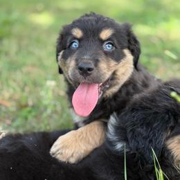 Indi ASDR - Black tri male Miniature Australian Shepherd puppy in Polk City, Florida from Skaky Shepherds