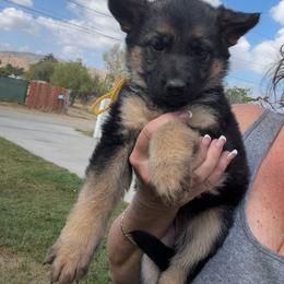 Yasmine - Black and tan female German Shepherd puppy in Whitewater, California from Vom Haus Metzler Shepherds