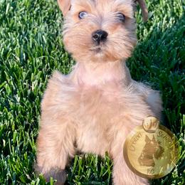 Miniature Schnauzer Puppies from Crown Schnauzers KC