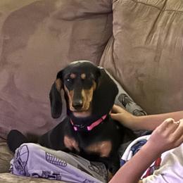 Emma - Dachshund