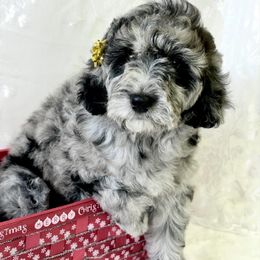 Maui - Blue merle female Bernedoodle puppy in Horseshoe Bend, Idaho from Over the Moon Poodles and Doodles