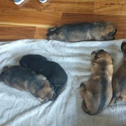 Beagle and German Shepherd Puppies from Nebraska K9's