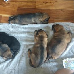 Beagle and German Shepherd Puppies from Nebraska K9's