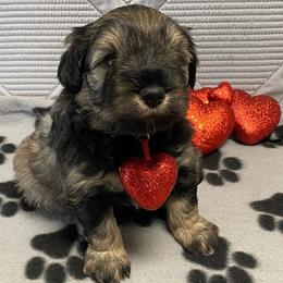 Lime Collar - Male - Black and silver male Miniature Schnauzer puppy in Robstown, Texas from Alves Miniature Schnauzers
