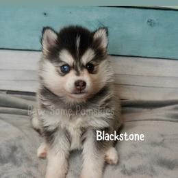 Blackstone - Silver female Pomsky puppy in Krum, Texas from Paw-Some Pomskies