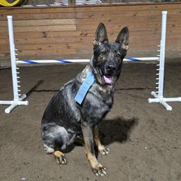 German Shepherds from Alten Kreigern GSD