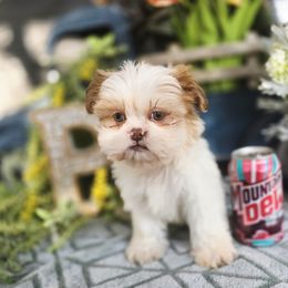 Baylen - Cream and white male Shih Tzu puppy in Hartville, Missouri from Petty Paws