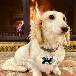 Poppins - Dachshund