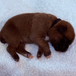 Kickin Roosters Peeta (Black Collar) - Fawn male Boxer puppy in Alpine, New York from Kickin Rooster AKC Boxers