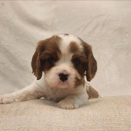 Lily - Blenheim female Cavalier King Charles Spaniel puppy in Broxton, Georgia from King of the Hill Cavaliers
