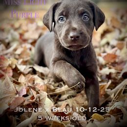 Miss Light Purple - Chocolate female Labrador Retriever puppy in Portland, Tennessee from Whiskey Ridge Retrievers