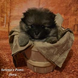 Dora (aka DW) - Cream sable female Pomeranian puppy in Sanford, Florida from Serena's Poms