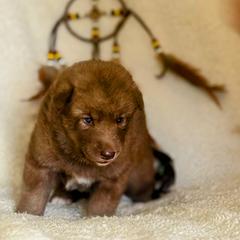 Girl 3 - female Native American Indian Dog puppy in Granby, Colorado from Turtle Island NAIDs