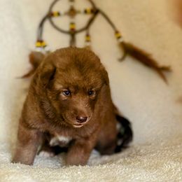 Girl 3 - female Native American Indian Dog puppy in Granby, Colorado from Turtle Island NAIDs