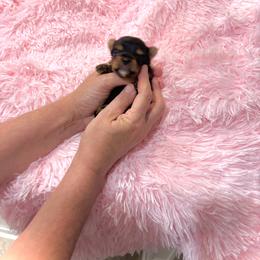 Maltese and Yorkshire Terrier Puppies from tatortot pup