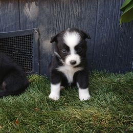 Miniature Australian Shepherds from Ghostfire Mini Aussies