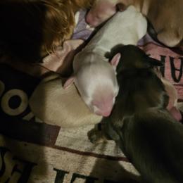 Dolly - Cream female Dachshund puppy in Lebanon, Oregon from Willow Moons Dachshunds