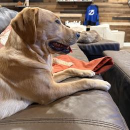 Dilute Retriever and Labrador Retriever Puppies from Longleaf Labradors