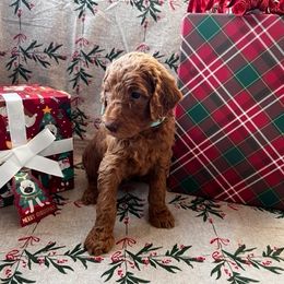 Poodle Puppies from CAStandardPoodles