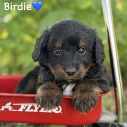 Birdie - Black phantom male Aussiedoodle puppy in Lancaster, Minnesota from Finney Ranch