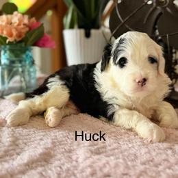 Huck - Black and white male Bernedoodle puppy in Denver, Pennsylvania from Redcay's Mini Bernedoodles