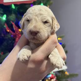 Peppermint - Cream female Goldendoodle puppy in Howard City, Michigan from Doodles and Chaos