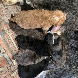 Bernedoodle Puppies from Bernied00dle Love