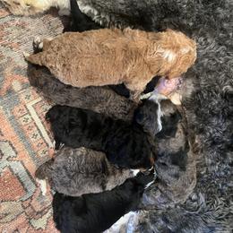 Bernedoodle Puppies from Bernied00dle Love