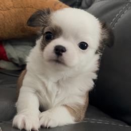 Petey - Fawn and white male Chihuahua puppy in Summerfield, Florida from Impeccable's Boutique & Ethical Breeder for the educated & discriminating ONLY